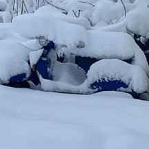 vespe neve